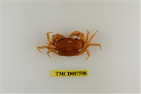 藏品(蔡氏澤蟹)的圖片